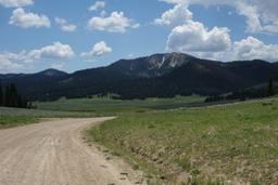 Carpets of flowers in upper labarge creek [fri jul 2 13:55:33 mdt 2021]